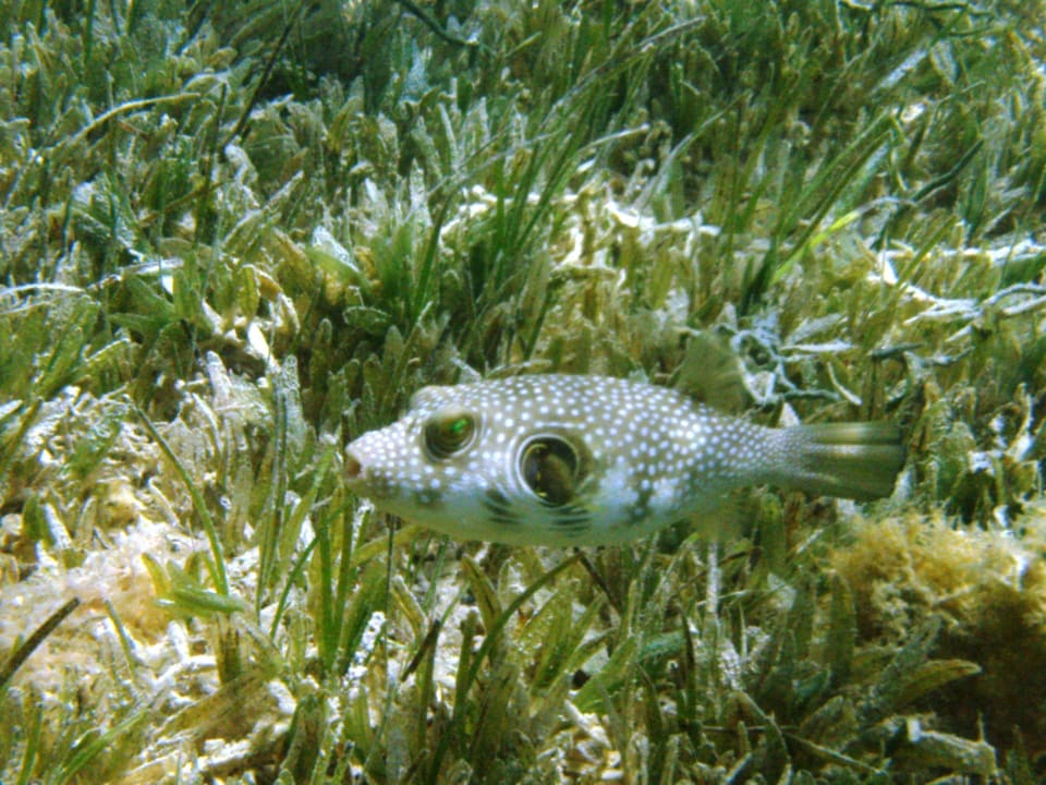 Unterwasserwelt Jaz Mirabel Park & Club