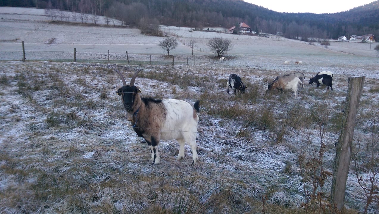 Ausblick Bauernhof Bernhardenhof