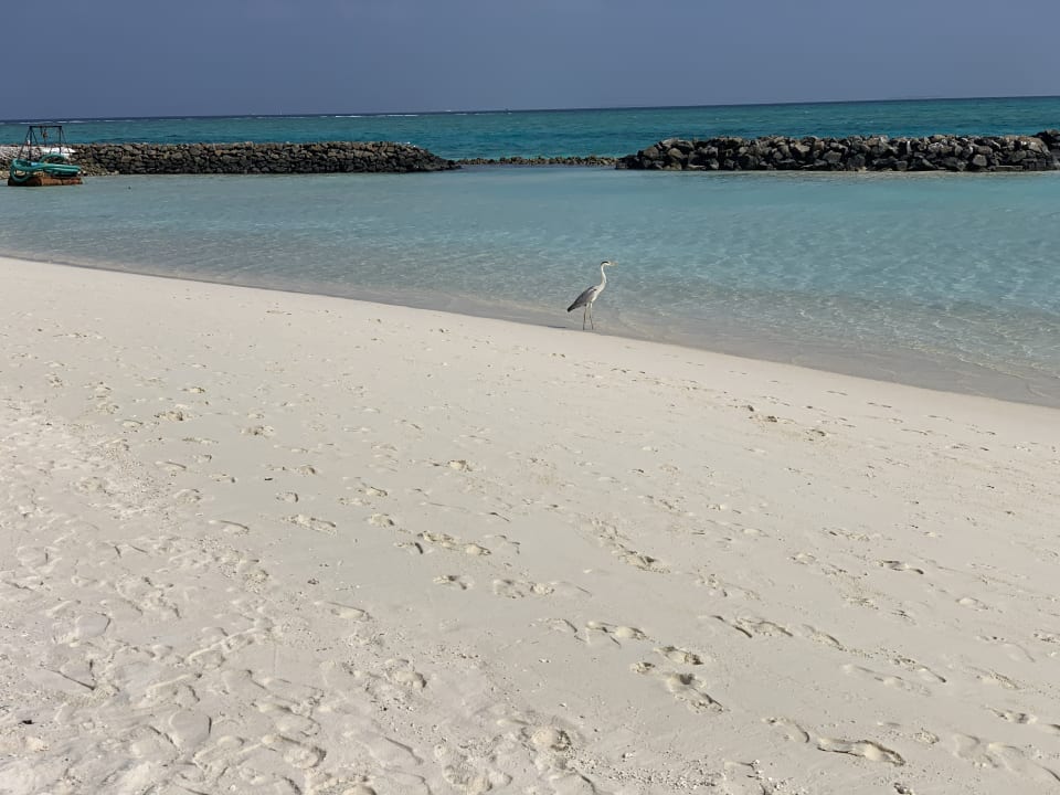 Strand Summer Island Maldives