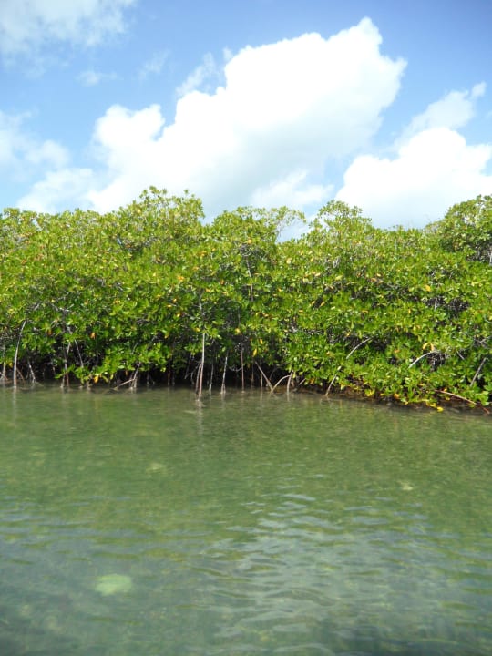 Mit dem Speedboot zu den Mangroven Dreams La Romana Resort & Spa