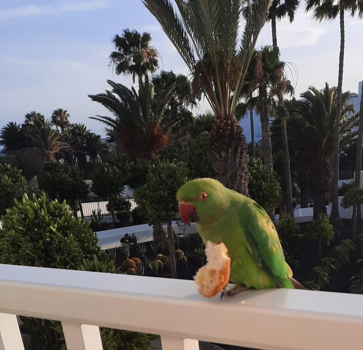 Ausblick Hotel Floresta