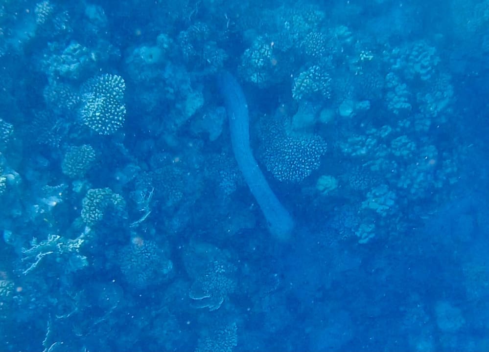 Strand Pickalbatros Citadel Resort