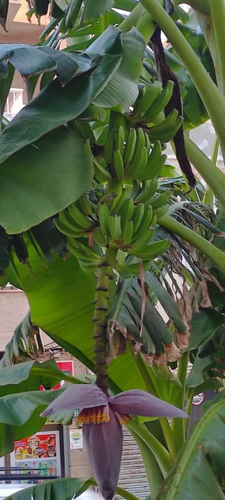 Gartenanlage allsun Hotel Marena Beach