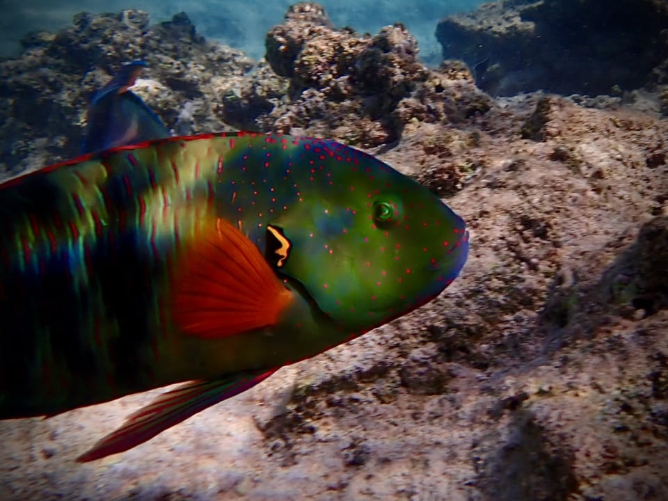 Sport & Freizeit Three Corners Happy Life Beach Resort