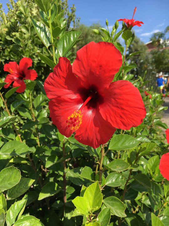 Sonstiges Sentido Trendy Verbena Beach