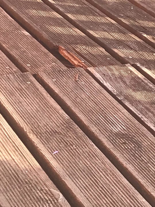 Außenansicht Hotel Elbterassen Wachwitz