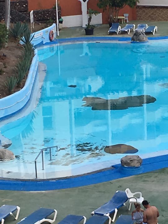 Pool Green Park Apartments