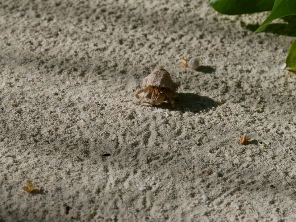 Strand Summer Island Maldives