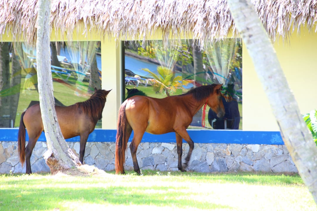 Morgendlicher Ausritt Wyndham Alltra Samana