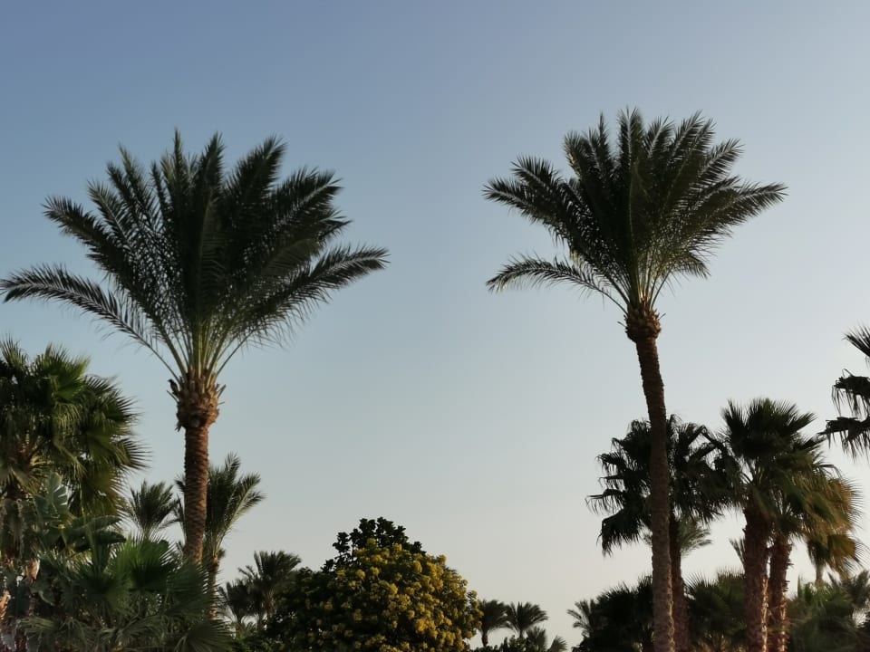 Gartenanlage Steigenberger ALDAU Beach Hotel