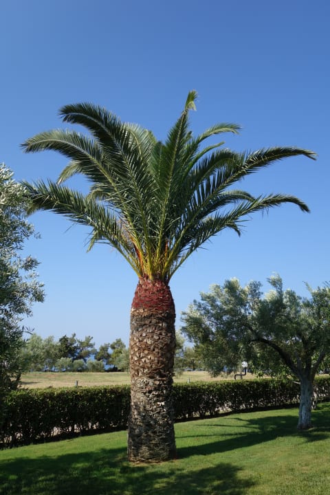 Gartenanlage Blue Dolphin Resort Hotel