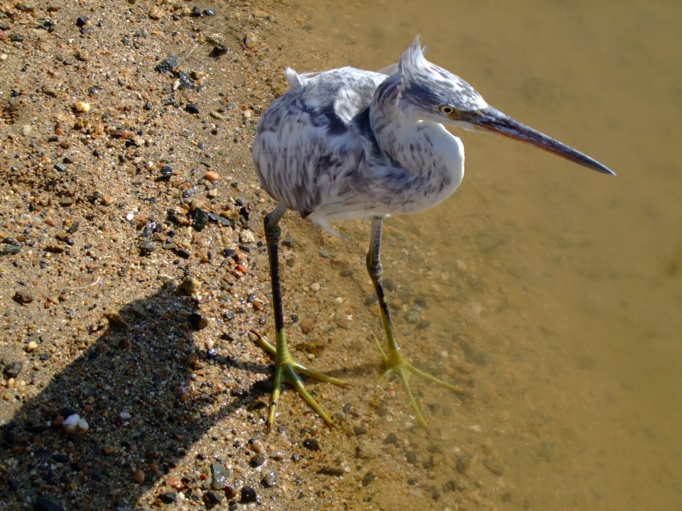 Strand Three Corners Equinox Beach Resort