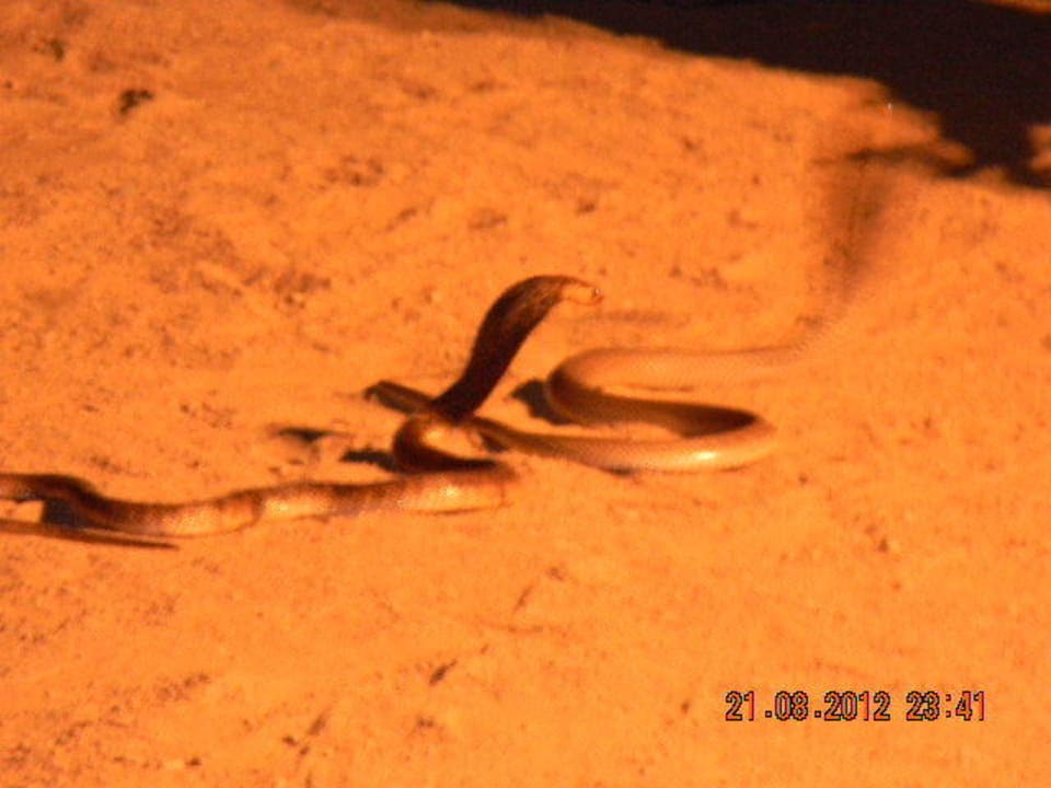 Beach Party, Cobra Show Stella Garden Resort & Spa, Makadi Bay