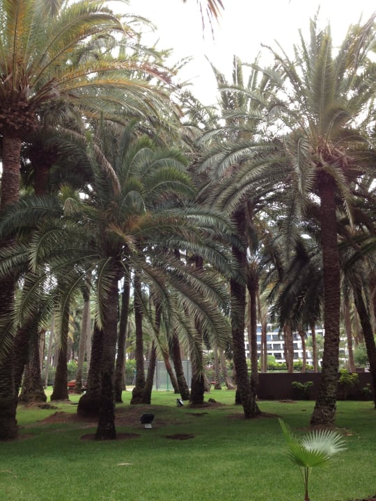 Palmengarten Hotel Riu Palace Oasis