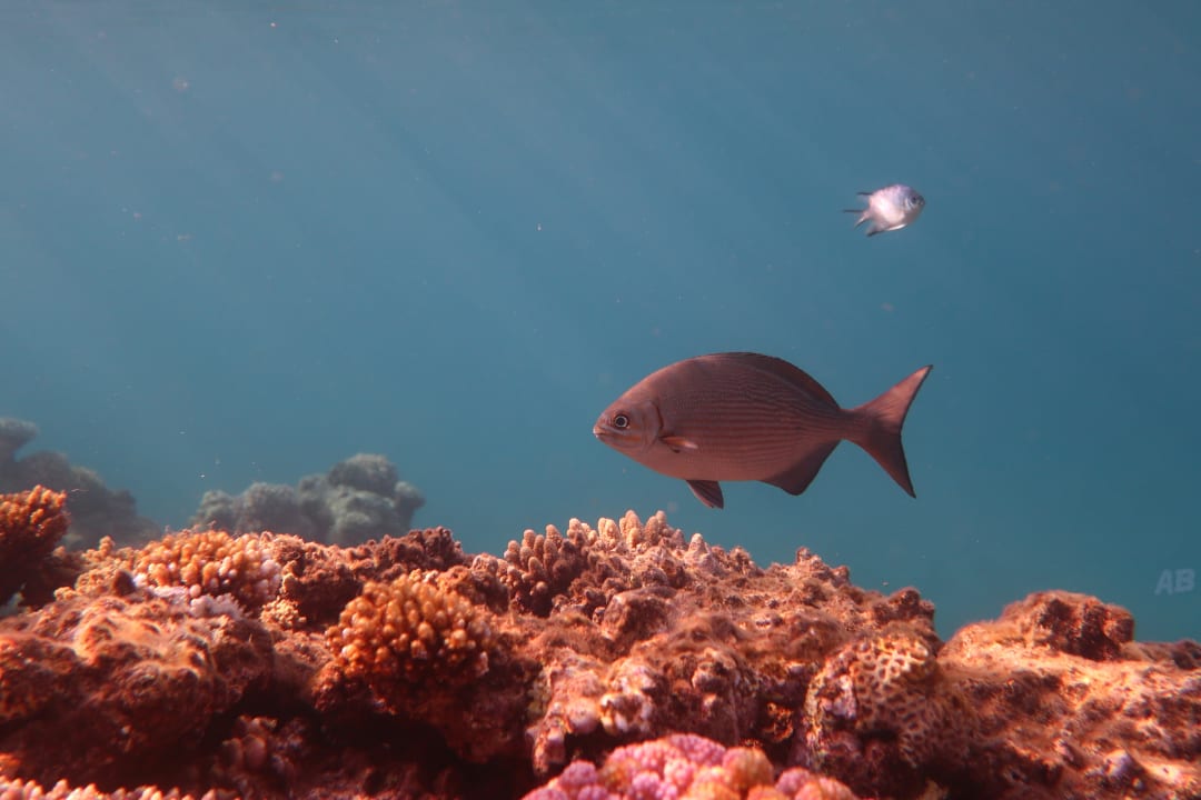 Strand Shams Alam Beach Resort