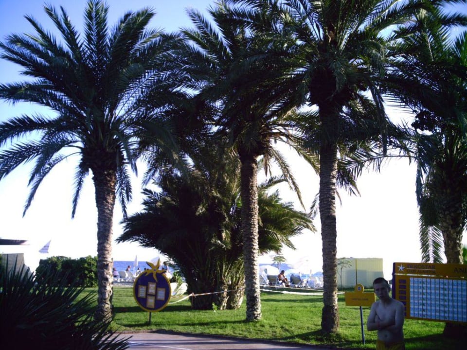 Palmen im Alantur Labranda Alantur Resort