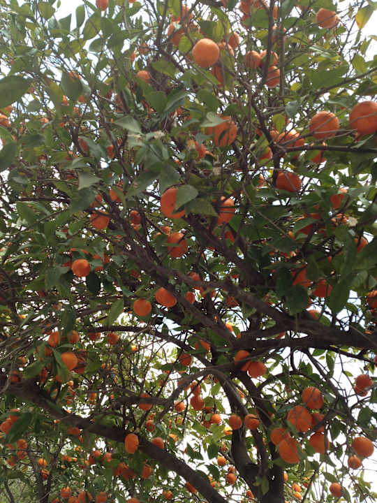 Garten The Orangers Beach Resort and Bungalows