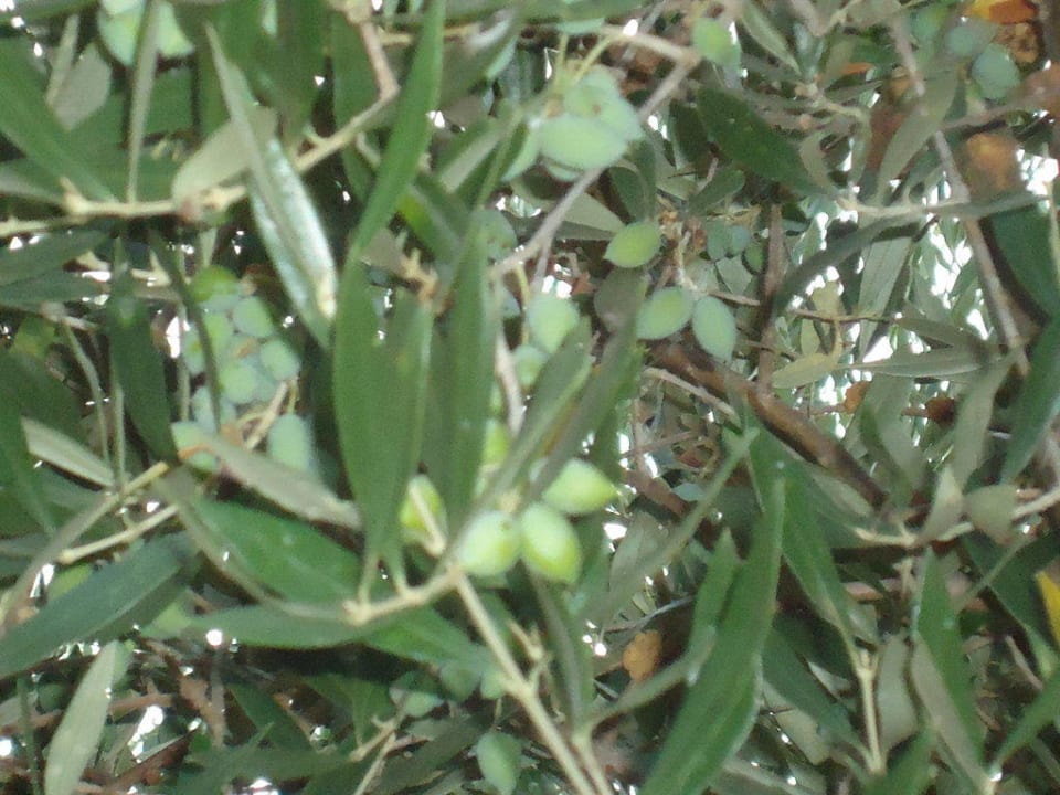 Oliwki TUI KIDS CLUB Alex Beach