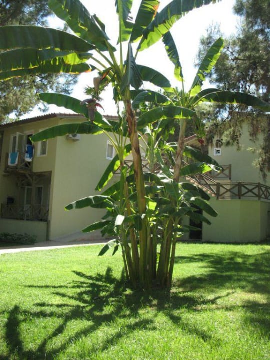 Территория отеля Crystal Flora Pearl Collection