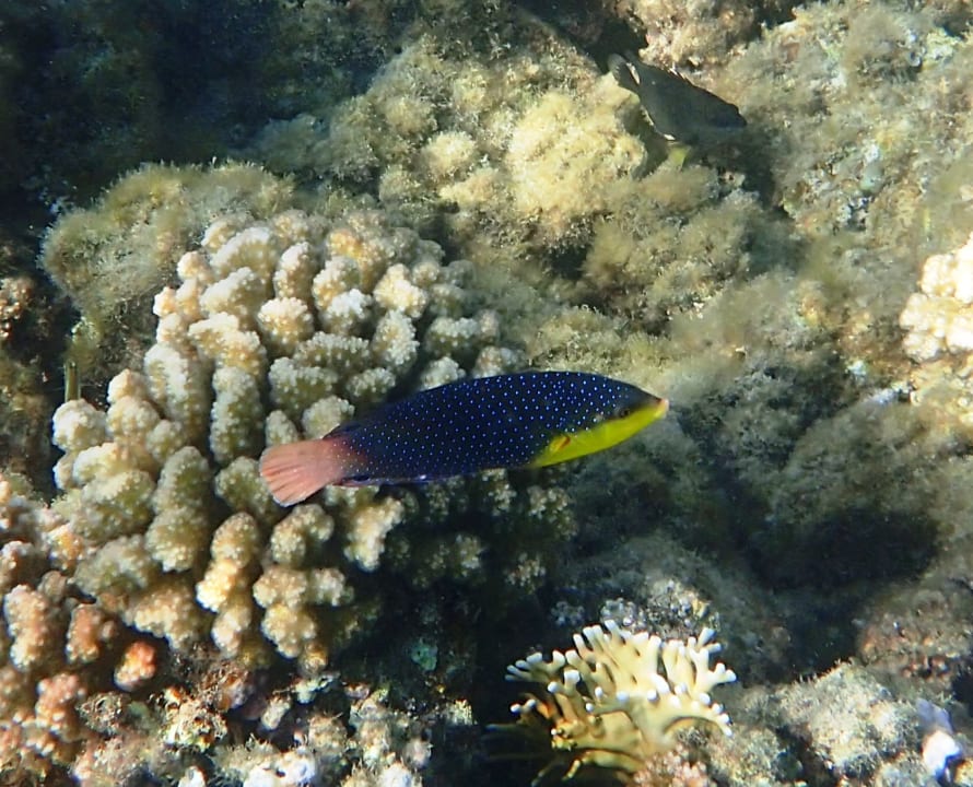 Sport & Freizeit Stella Beach Resort & Spa Makadi Bay