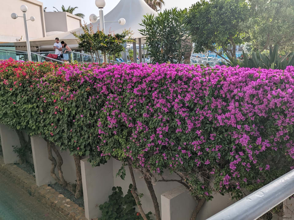 Gartenanlage Lyttos Beach Hotel