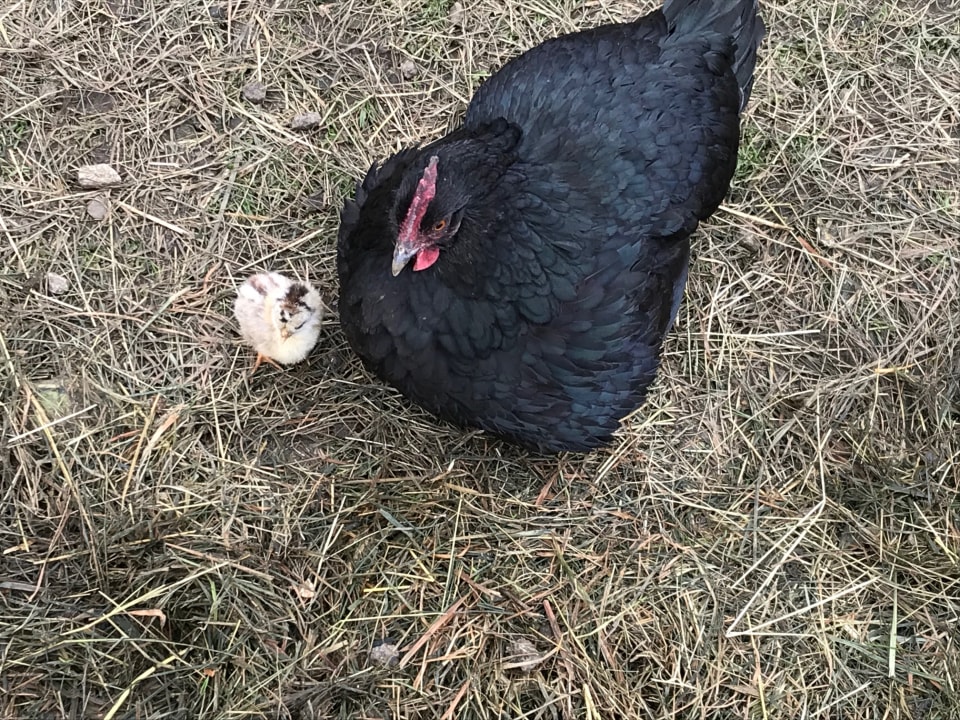 Sonstiges Hotel Kohlerhof