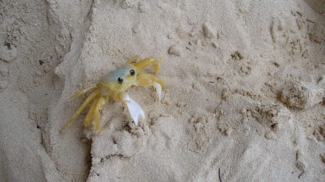 Tierische Freundschaft Grand Palladium Punta Cana Resort & Spa