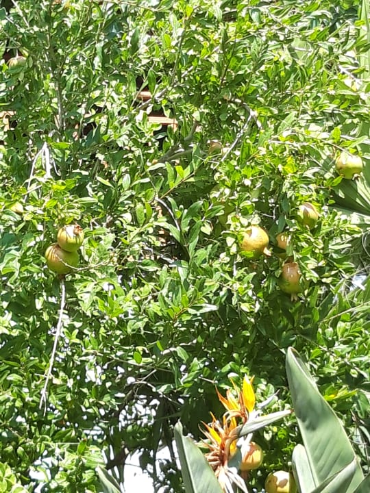 Gartenanlage Hotel South Coast