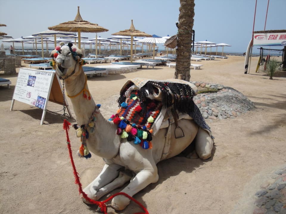 Strandkamel Pickalbatros Alf Leila Wa Leila Resort - Neverland Hurghada