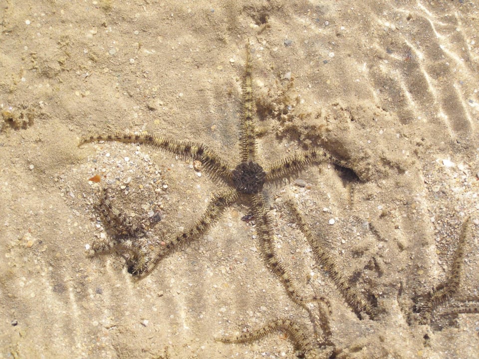 Так и не понял что это Stella Garden Resort & Spa, Makadi Bay