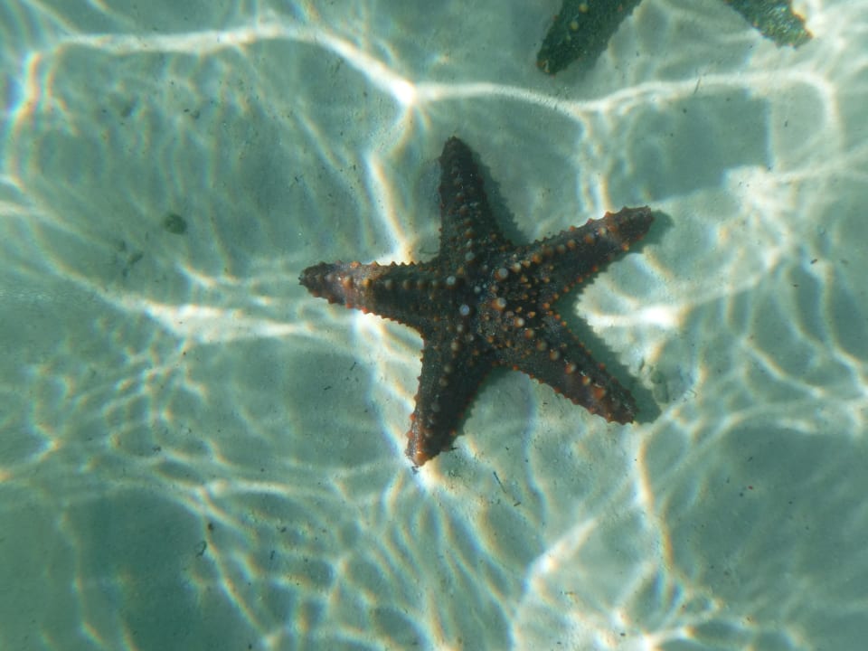 Strand Neptune Pwani Beach Resort & Spa