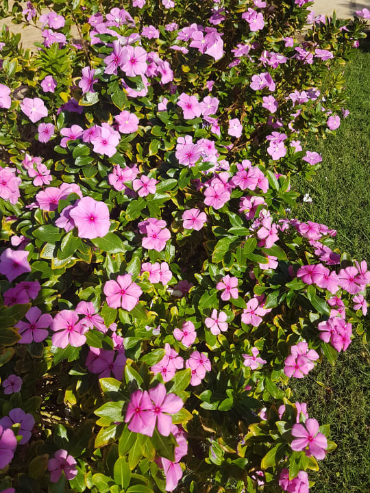 Gartenanlage Shams Prestige Abu Soma-Adults Only