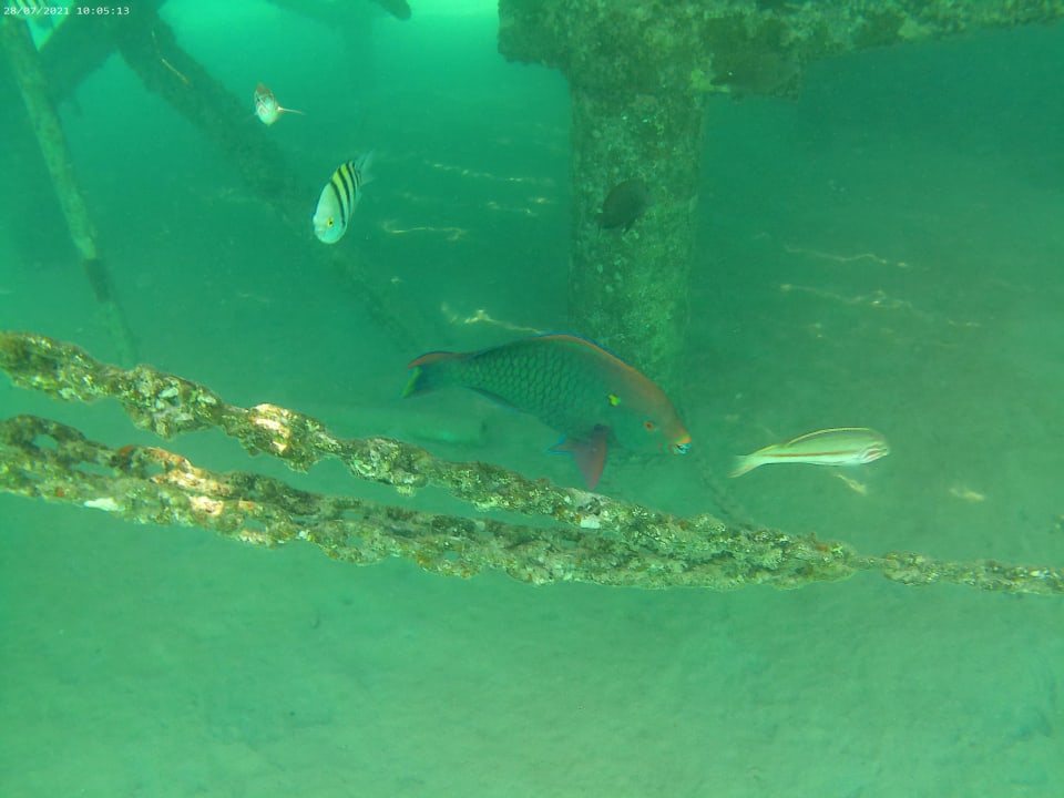 Strand Cleopatra Luxury Resort Makadi Bay