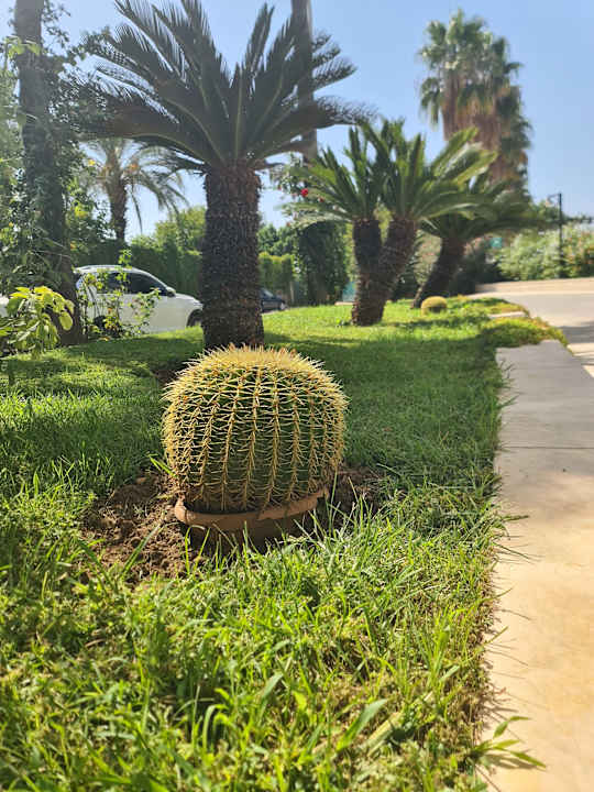 Gartenanlage Royal Atlantis Beach Hotel