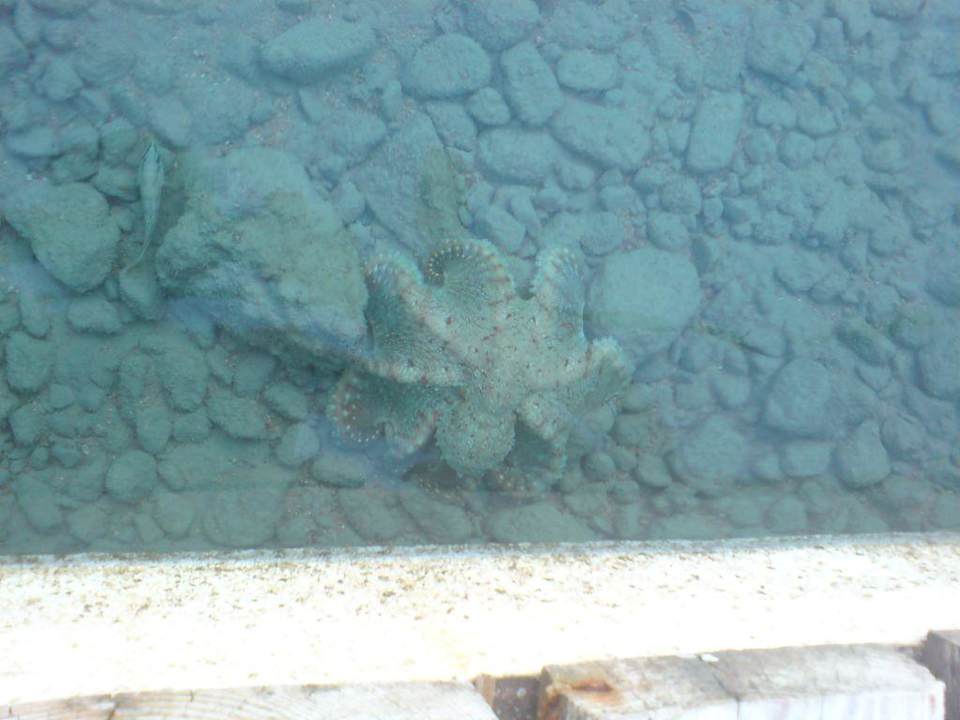 Oktopus Happy Life Village