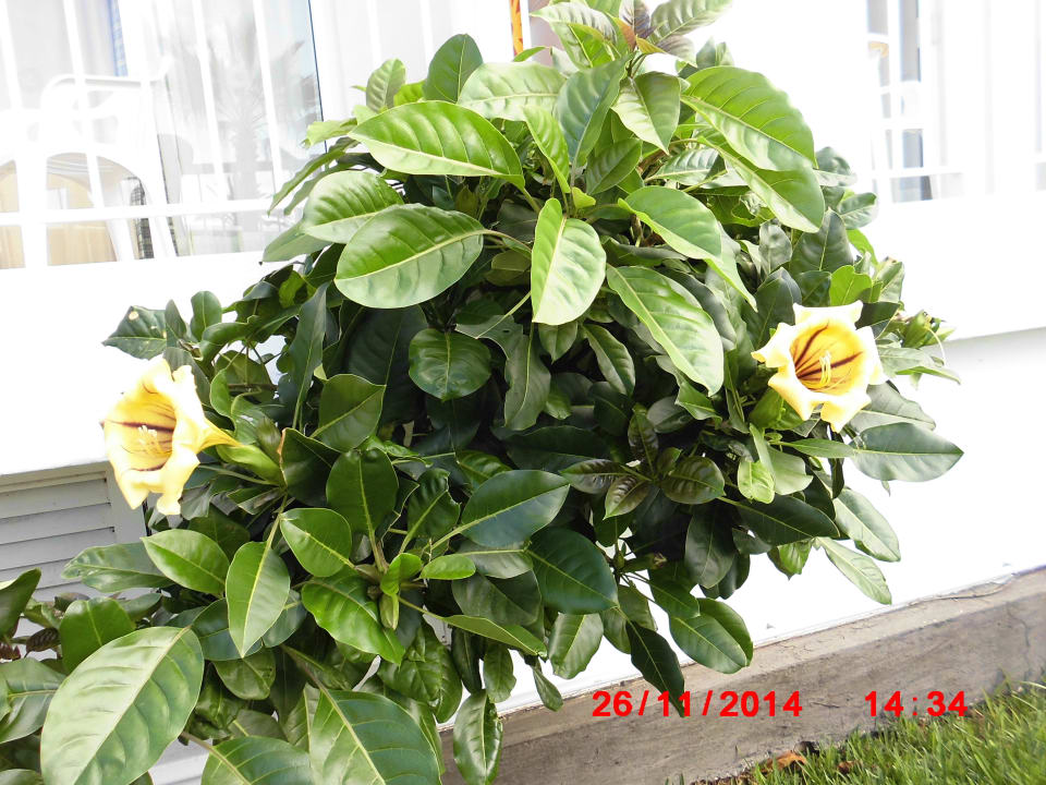 Enormi campanule Relaxia Olivina