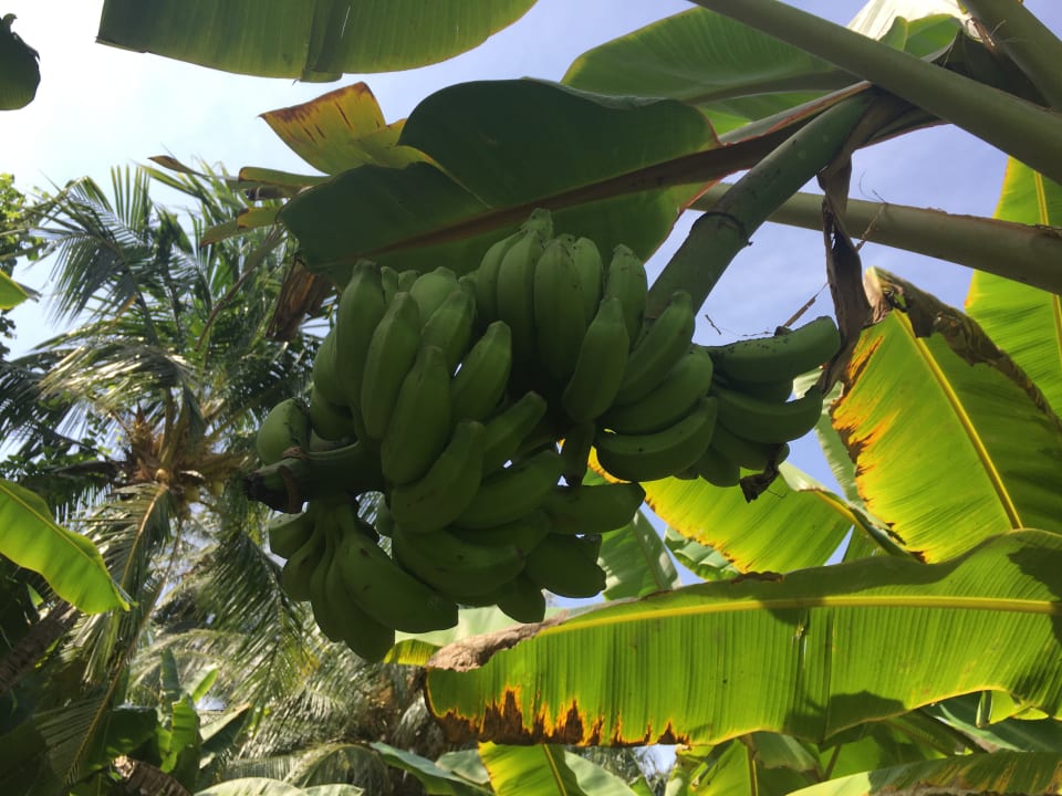 Gartenanlage Adaaran Select Hudhuran Fushi - Premium All Inclusive