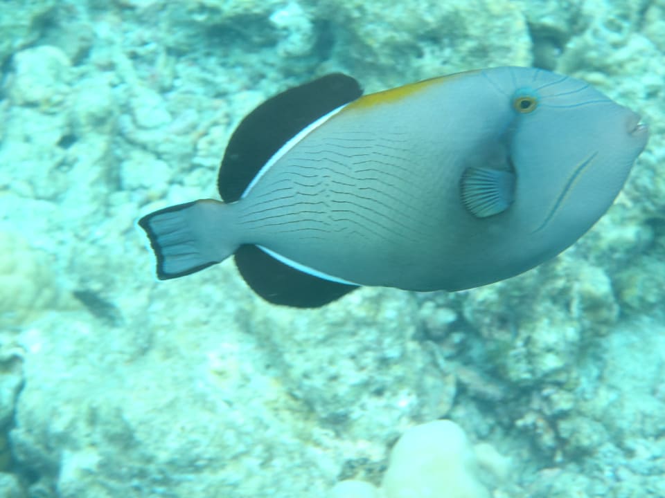 Unterwasserwelt Adaaran Select Meedhupparu Island Resort - Premium All Inclusive