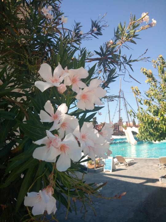 Gartenanlage Kipriotis Village Resort