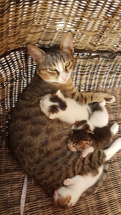 Gartenanlage Hotel Delphin Imperial