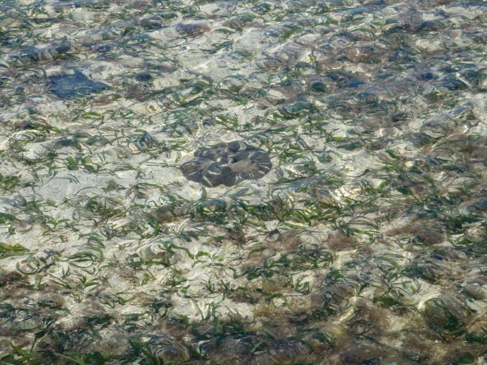 Seeschlange Hotel Siladen Resort & Spa