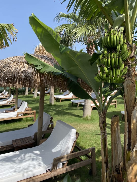Gartenanlage Rubi Platinum Sign