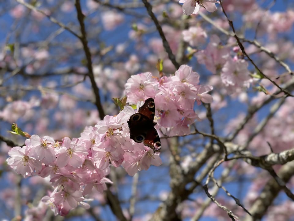 Gartenanlage Wohlfühlresort Peternhof
