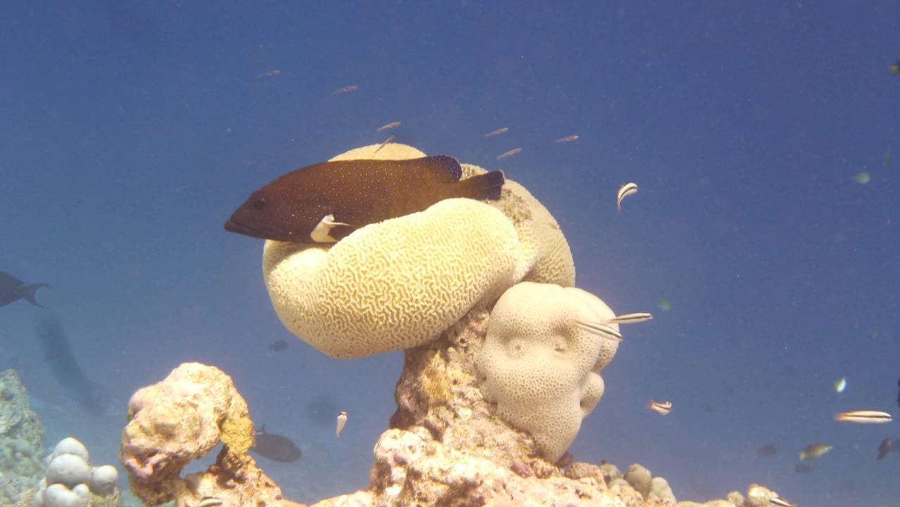 Putzerstation auf Koralle Adaaran Select Meedhupparu Island Resort - Premium All Inclusive