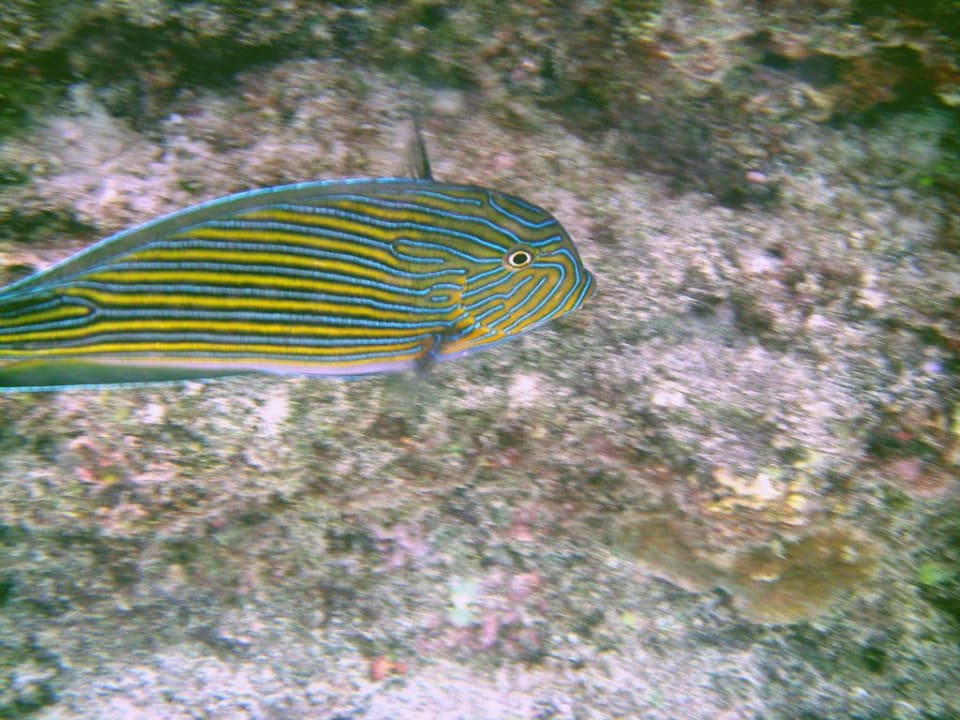 Ist der nicht schön bunt? Summer Island Maldives