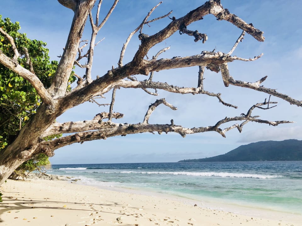 Strand Six Senses Zil Pasyon