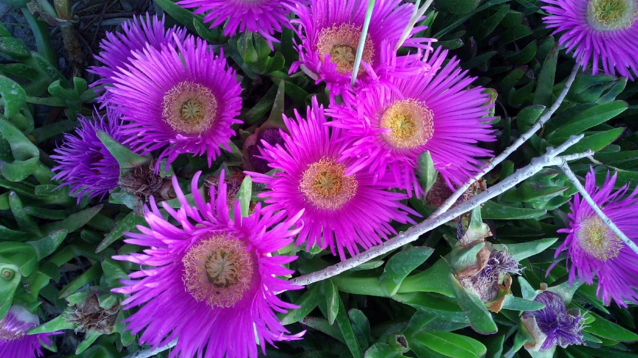 Gartenanlage Hotel South Coast