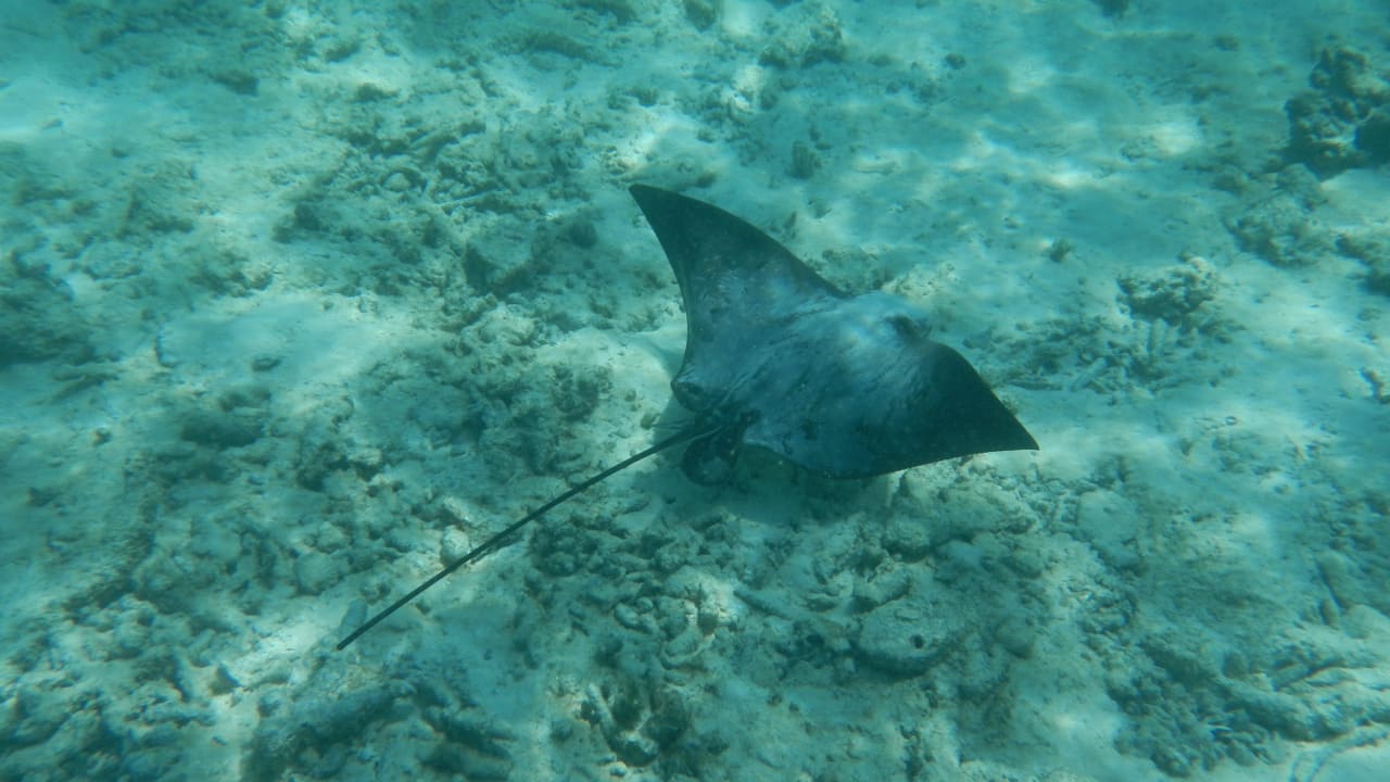 Blaupunktstechrochen Adaaran Select Meedhupparu Island Resort - Premium All Inclusive