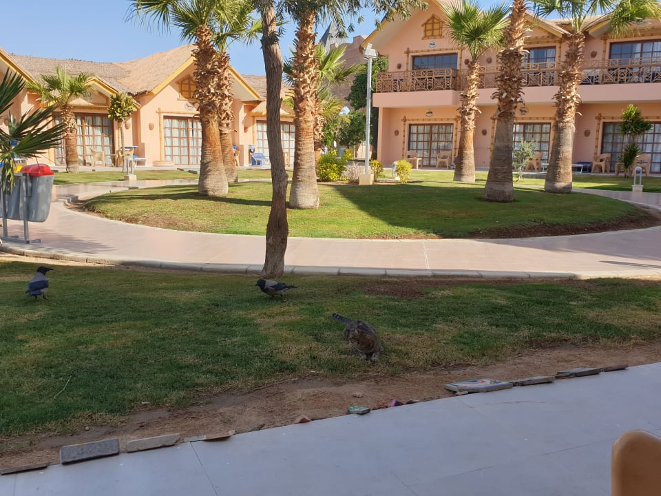 Gartenanlage Pickalbatros Jungle Aqua Park Resort - Neverland Hurghada