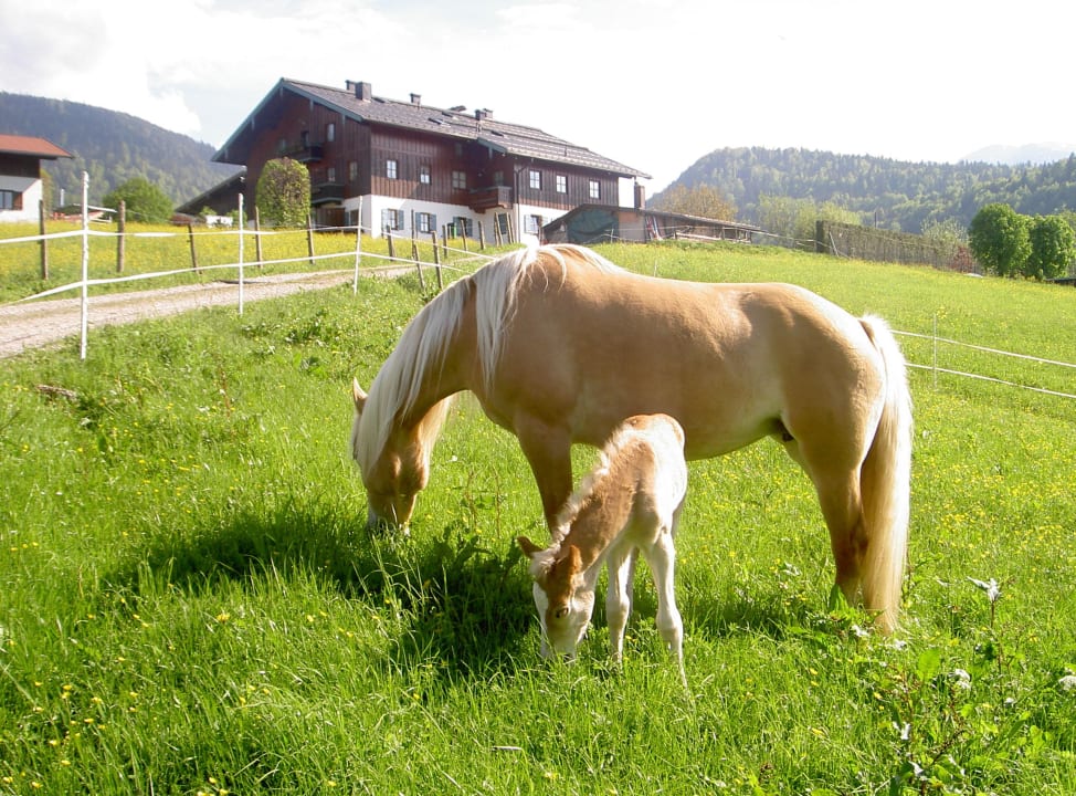 Nora mit Fohlen Ferienwohnung Beim Draxl